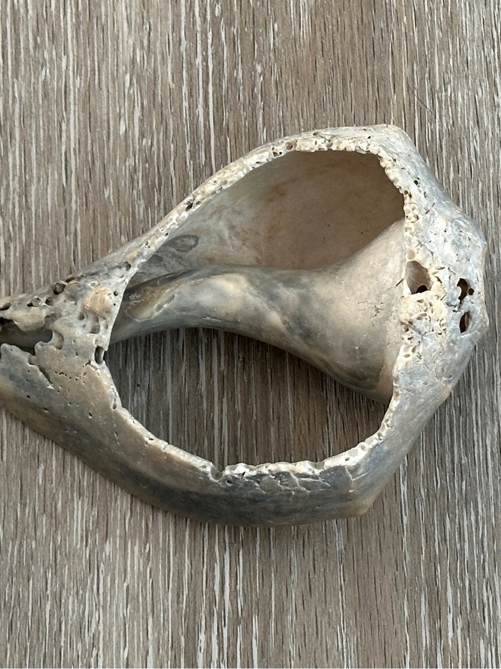 Awesome Partial Whelk Sea Shell Found at the NC Seashore Beach
